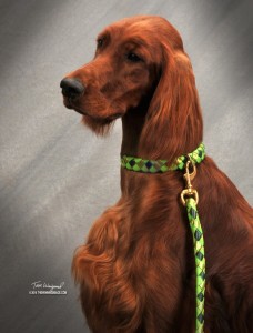 Emmy in Baby Grass designer colors Diamondback Braided collar and leash